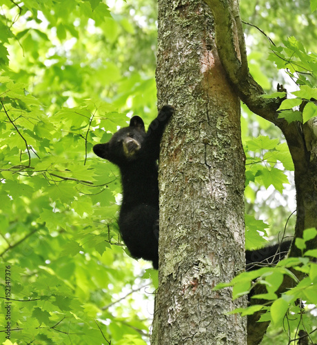 Bear Cub in Tree