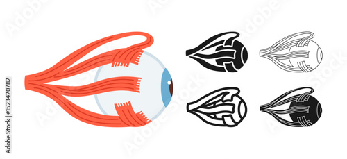 Human eyeball symbol set. Anatomical structure of the eye muscles symbol white background. Drawing human organ of vision structure for medical infographic, children simple design vector illustration