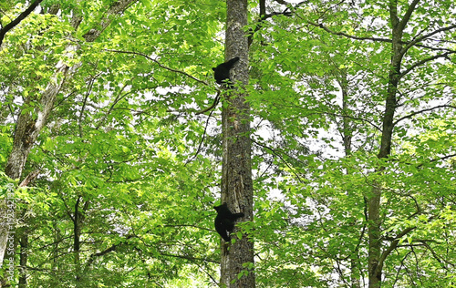 Two Bear Cubs in Tree