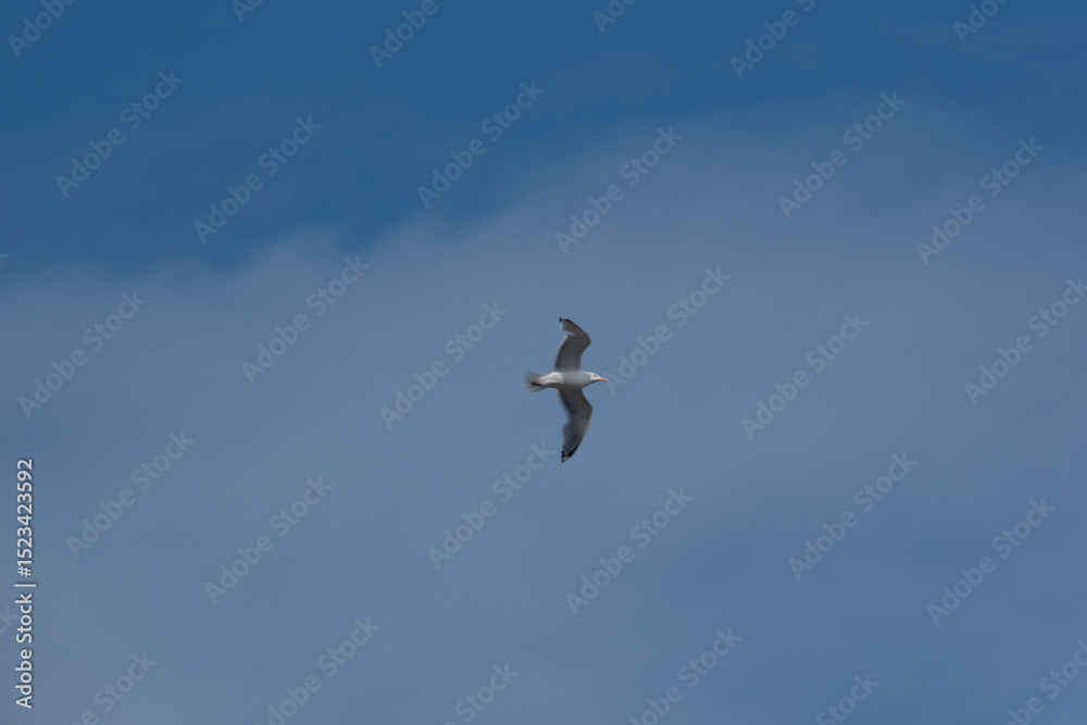 A seagull in flight in a blue sky and clouds A seagull in flight in a blue sky and clouds
