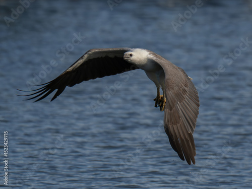 White-bellied Sea Eagle in precise flight, lowering its talons over the water.