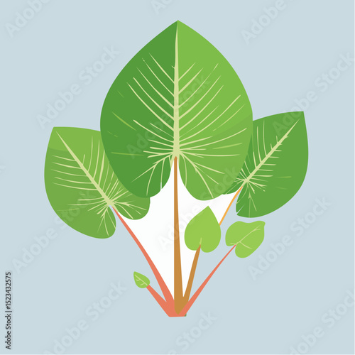 Strong modern vector of an alocasia plant, perfect for bold graphic or design-forward visuals