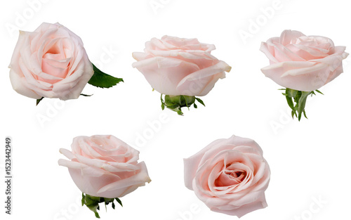 Fototapeta Naklejka Na Ścianę i Meble -  High Quality PNG of pink roses isolated on white background