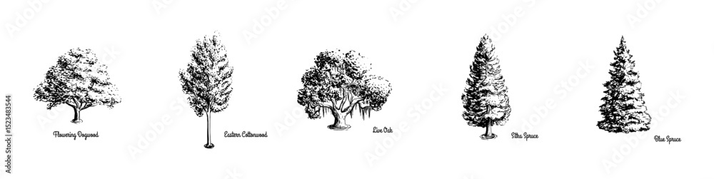 Fototapeta premium Hand drawn trees with names. Flowering aywood_Eastern cottonwood_ live oak_sitka spruce_ blue spruce - Tree Vectror collection