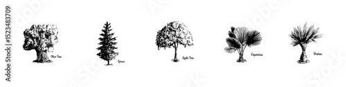 Hand drawn trees with names. Olive tree_spruce_apple tree_copernicia_brahea - Tree Vectror collection