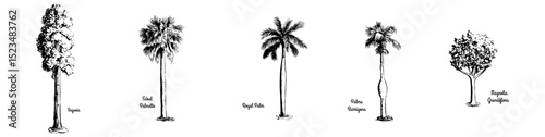 Hand drawn trees with names. Seguoia_sobal palmetto_royal palm_palma barrigona_mangolia gradiflora - Tree Vectror collection