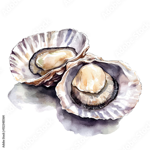 watercolor vector of Scallop Close Up, high quality, isolated on a white background.
