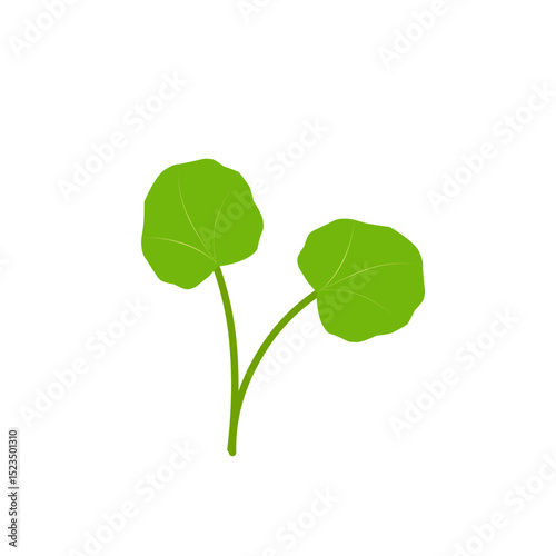 Illustration of green centella asiatica leaves. Hand drawn illustration of Centella leaf 