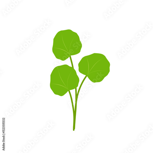 Illustration of green centella asiatica leaves. Hand drawn illustration of Centella leaf 