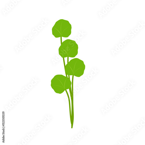 Illustration of green centella asiatica leaves. Hand drawn illustration of Centella leaf 