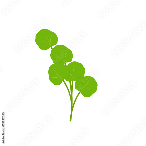 Illustration of green centella asiatica leaves. Hand drawn illustration of Centella leaf 