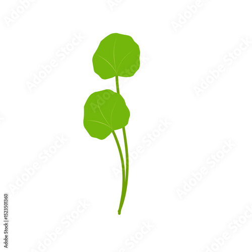Illustration of green centella asiatica leaves. Hand drawn illustration of Centella leaf 