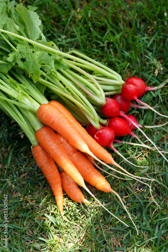 Homegrown organic carrots and radishes with leaves.