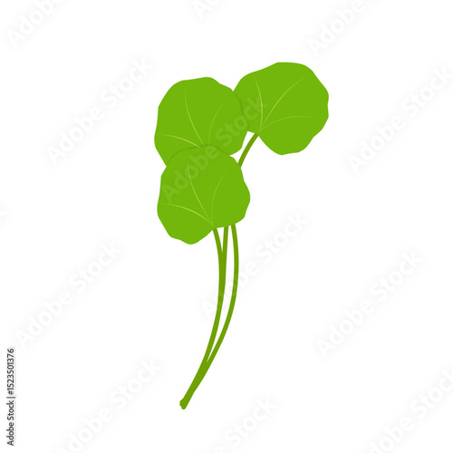 Illustration of green centella asiatica leaves. Hand drawn illustration of Centella leaf 