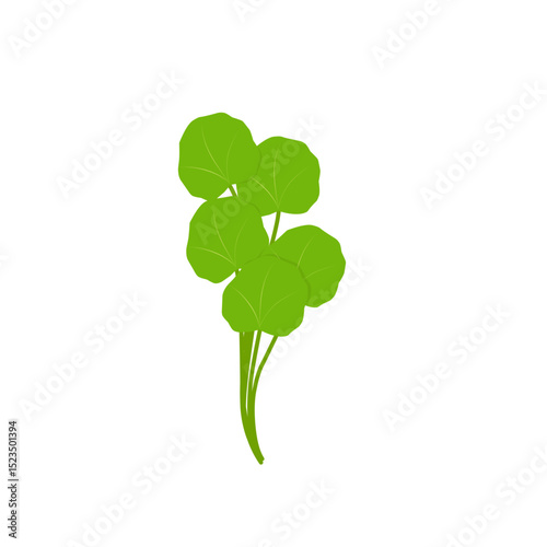 Illustration of green centella asiatica leaves. Hand drawn illustration of Centella asiatica leaf.Illustration of herbal leaves 