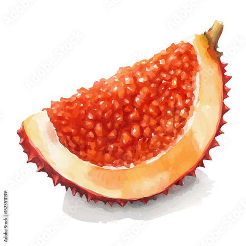 Salak Slice, watercolor illustration vector, high quality, isolated on a white background.