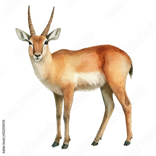 watercolor vector of Saiga Antelope, high quality, isolated on a white background.