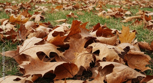 Crisp autumn foliage displays seasonal changes in nature's vibrant tapestry