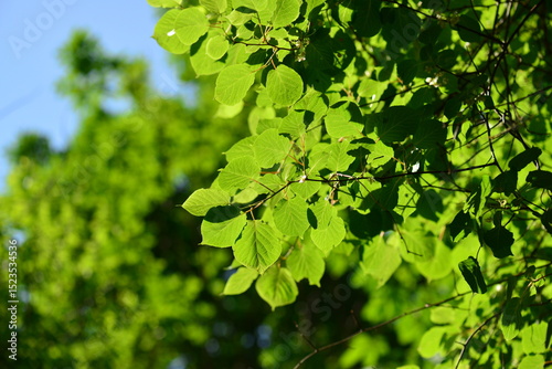 This image features Korean wild hardy kiwi (Actinidia arguta), known as chui-darae, with green foliage and small edible fruits. Commonly found in mountain forests.

 photo