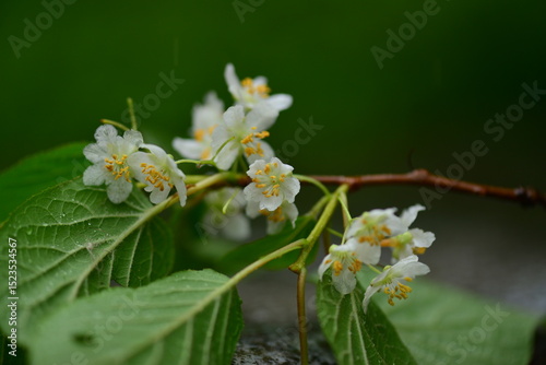 Macro image of a male hardy kiwi flower showing prominent stamens. Ideal for botanical and educational reference.

