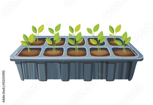 Young Seedlings in Black Nursery Trays