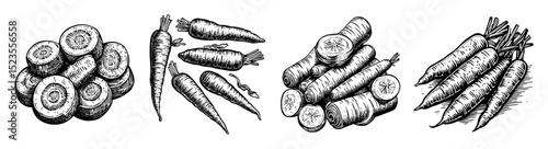Vintage Style Carrot Illustrations with Detailed Line Art Elements