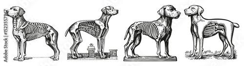 Detailed Illustration of Dog Anatomy Showing Skeleton and Muscles, Logo Design, Hand drawing Engraving, Vector Illustration Isolated Object