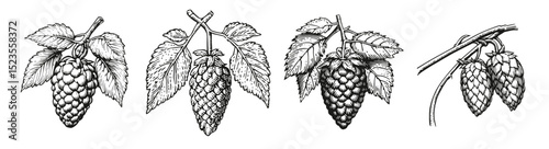 Vintage Illustrations of Hops with Leaves and Stems for Brewing, Logo Design, Hand drawing Engraving, Vector Illustration Isolated Object