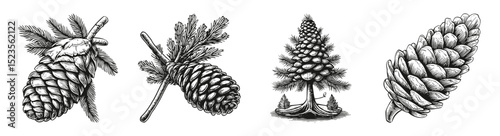 Artistic Illustrations of Pinecones and Spruce Branches in Detail, vector illustration, engraving design, logo design set, black and white line, template design element