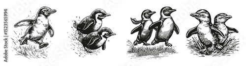 Vintage Penguin Illustrations in Black and White for Decorative Use, vector illustration, engraving design, logo design set, black and white line