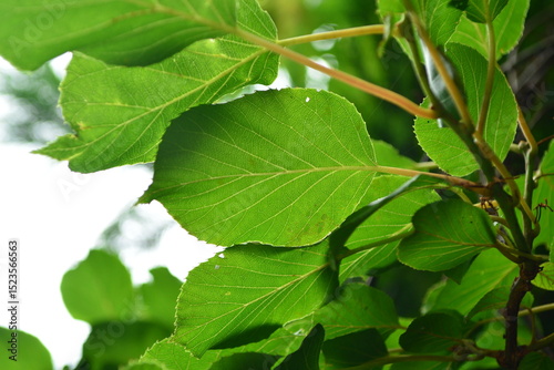 Wallpaper Mural Close-up shots of Island kiwi vine (Actinidia rufa), highlighting its fruit clusters, young reddish leaves, and climbing growth. Suitable for botanical, ecological, and educational use.



 Torontodigital.ca