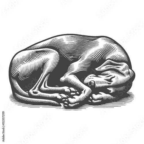 Vintage Hand-Drawn Great Dane Sleeping Illustration – Peaceful Dog Engraved Style Vector for T-Shirts, Posters, Stickers, and Restful Pet Theme Apparel
