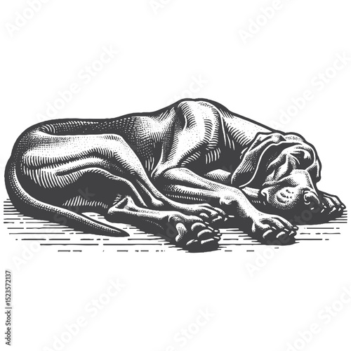 Vintage Hand-Drawn Great Dane Sleeping Illustration – Peaceful Dog Engraved Style Vector for T-Shirts, Posters, Stickers, and Restful Pet Theme Apparel