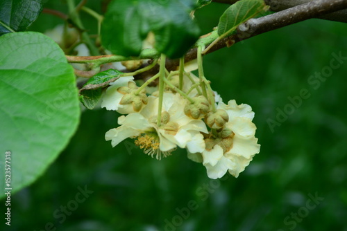 Close-up of the flower and young leaves of Actinidia arguta, commonly known as hardy kiwi or Korean yangdarae.


