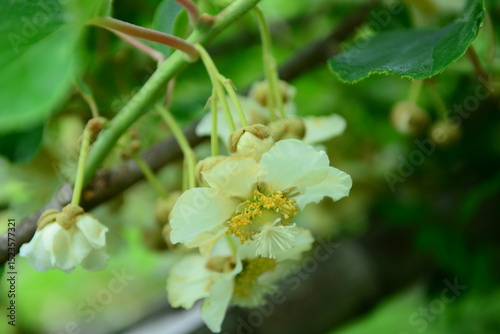 Close-up of the flower and young leaves of Actinidia arguta, commonly known as hardy kiwi or Korean yangdarae.


