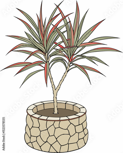 Dracaena Marginata Houseplant in a Stone Planter A Guide to Care and Styling