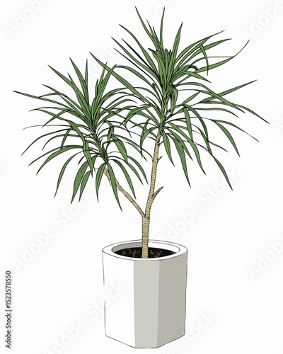 Dracaena Marginata in a Modern Concrete Cylinder Pot A Stylish Houseplant for Minimalist Interiors