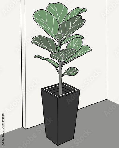 Elegant Fiddle-Leaf Fig in a Tall Black Planter A Guide to Indoor Plant Styling and Care