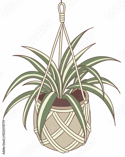 Charming Spider Plant in Macrame Hanging Planter A Botanical Illustration