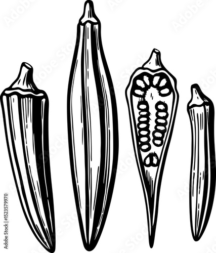 Hand drawn okra set whole and sliced okra pods, seeds detail fresh vegetable, healthy ingredient for cooking