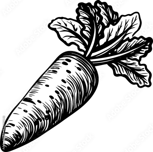 Hand drawn carrot with detailed leaves vintage sketch root vegetable, natural healthy food illustration
