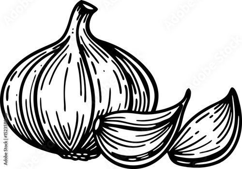 Whole garlic bulb and two cloves, black and white line illustration hand drawn outline of fresh vegetable