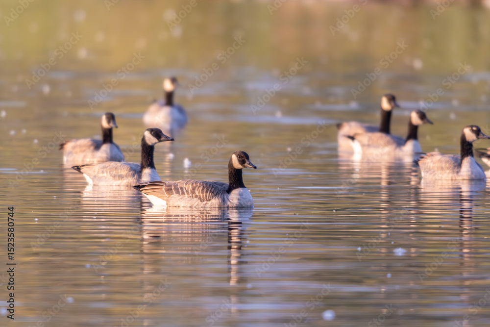 Canadian Geese in the morning sunlight Canadian Geese in the morning sunlight