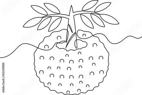 one line art Konjac Tuber or Porang Tuber vector illustration. line art, one continuous line, simple, hand drawn and sketch style. for icons, symbols, signs or logos. PNG