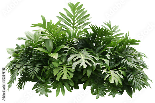 Fototapeta Naklejka Na Ścianę i Meble -   tropical leaves foliage plant jungle bush floral isolated on white background PNG