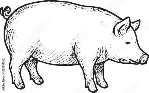 A detailed black-and-white sketch of a whole pig, showcasing its form and features, perfect for butcher shop logos, farm illustrations, or meat industry designs, with a rustic, hand-drawn style