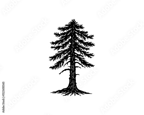 woodcut linocut engraving black ink print style illustration of a giant pine corniferous tree