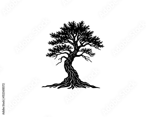 woodcut linocut engraving black ink print style illustration of a giant oak cedar tree