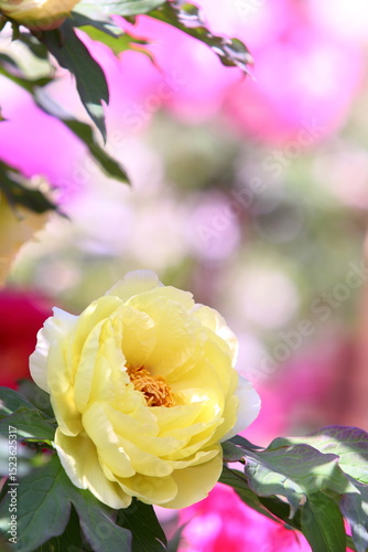 一輪の黄色い牡丹の花のクローズアップ