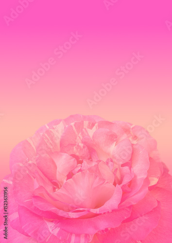 Pink damask rose flower pattern background